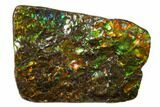Iridescent Ammolite (Fossil Ammonite Shell) - Alberta, Canada #156848-1